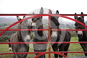 Donkeys at gate in Ireland