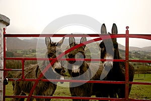 Donkeys at gate in Ireland