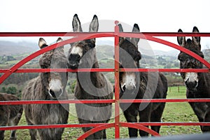 Donkeys at gate in Ireland photo