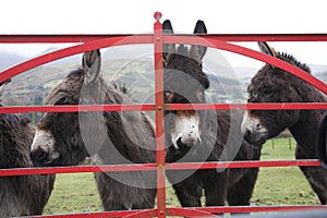 Donkeys at gate in Ireland