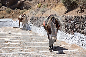 Donkeys going up stairs in Santorini, Greece