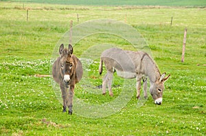 Donkeys in the grass photo