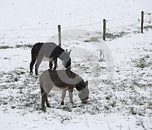 Donkeys graze icy grass in winter with snow