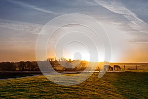 Donkeys grazing in a blazing orange sunset at farm