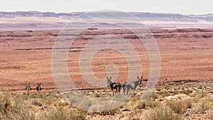 Donkeys grazing in the desserts of Monument valley