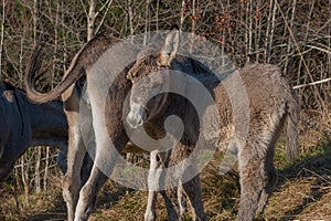 Donkeys