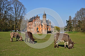 donkeys grazing in a front of the castle