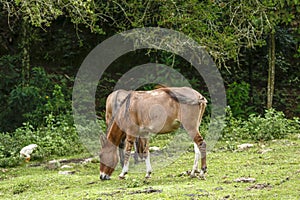 Donkeys grazing on green grass