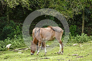 Donkeys grazing on green grass photo