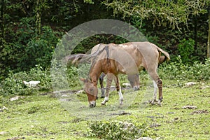 Donkeys grazing on green grass photo