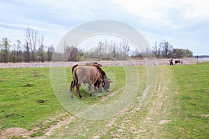 Donkeys grazing on pasture, domestic animal , Balkan donkey, nature landscape, livestock, spring day