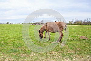 Donkeys grazing on pasture, domestic animal , Balkan donkey, nature landscape, livestock, spring day