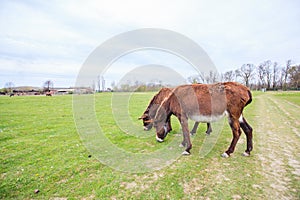 Donkeys grazing on pasture, domestic animal , Balkan donkey, nature landscape, livestock, spring day