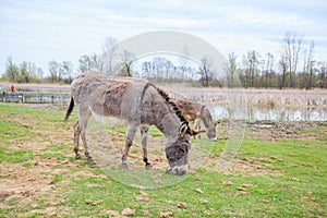 Donkeys grazing on pasture, domestic animal , Balkan donkey, nature landscape, livestock, spring day