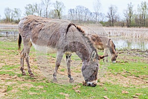 Donkeys grazing on pasture, domestic animal , Balkan donkey, nature landscape, livestock, spring day