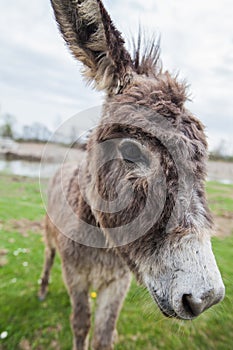 Donkeys grazing on pasture, domestic animal , Balkan donkey, nature landscape, livestock, spring day