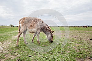 Donkeys grazing on pasture, domestic animal , Balkan donkey, nature landscape, livestock, spring day