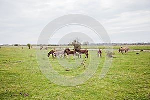 Donkeys grazing on pasture, domestic animal , Balkan donkey, nature landscape, livestock, spring day