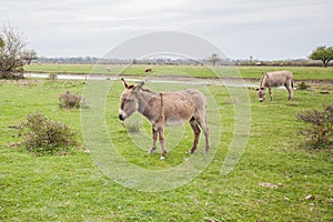 Donkeys grazing on pasture, domestic animal , Balkan donkey, nature landscape, livestock, spring day