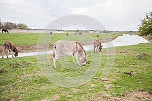 Donkeys grazing on pasture, domestic animal , Balkan donkey, nature landscape, livestock, spring day