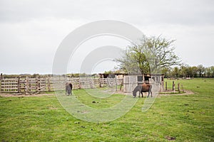 Donkeys grazing on pasture, domestic animal , Balkan donkey, nature landscape, livestock, spring day