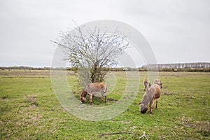 Donkeys grazing on pasture, domestic animal , Balkan donkey, nature landscape, livestock, spring day