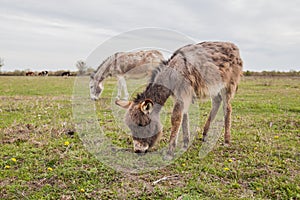 Donkeys grazing on pasture, domestic animal , Balkan donkey, nature landscape, livestock, spring day