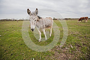 Donkeys grazing on pasture, domestic animal , Balkan donkey, nature landscape, livestock, spring day