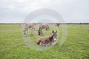 Donkeys grazing on pasture, domestic animal , Balkan donkey, nature landscape, livestock, spring day