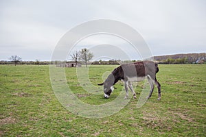 Donkeys grazing on pasture, domestic animal , Balkan donkey, nature landscape, livestock, spring day