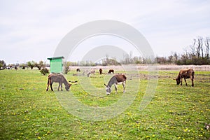 Donkeys grazing on pasture, domestic animal , Balkan donkey, nature landscape, livestock, spring day