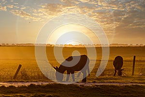 Donkeys grazing in a  sunset at farm