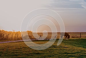 Donkeys grazing in a sunset at farm Weston Super Mare