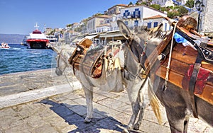 Donkeys on Greek island