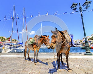 Donkeys on Greek island