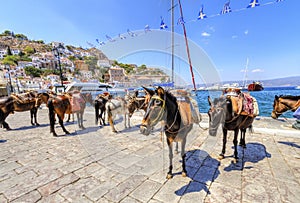 Donkeys on Greek island photo