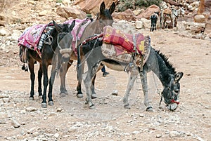 Donkeys and horses