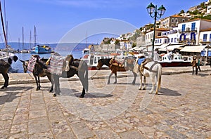 Donkeys at Hydra island Greece