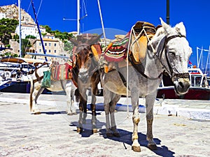 donkeys in Hydra island, Greece photo