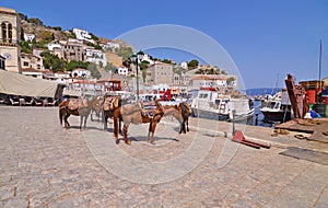 Donkeys at Hydra island Saronic Gulf Greece