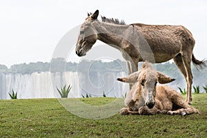 Donkeys in Kalandula waterfalls in Malanje Province in Angola