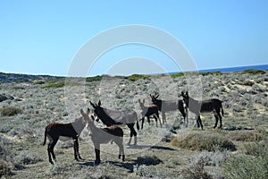Donkeys in Karpaz