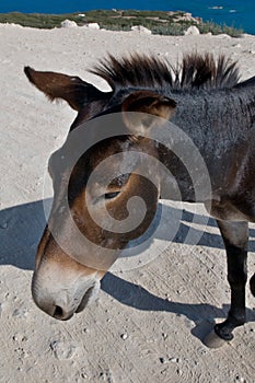 Donkeys in Karpaz