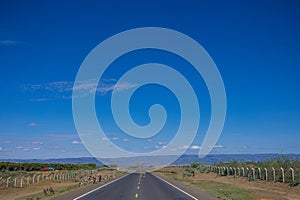 Donkeys Kenyan Highway Roads Tarmac Suswa Narok County Landscapes In Kenya East African