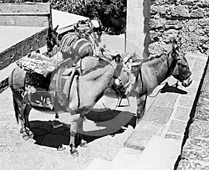 Donkeys At Lindos photo