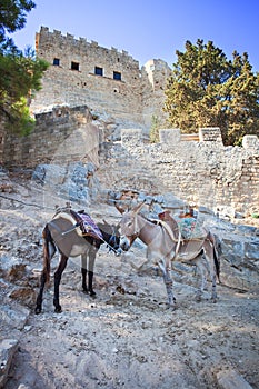 Donkeys in Lindos on the Rhodos island, Greece.
