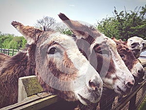 Donkeys in London begging for biscuits