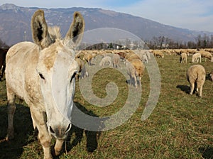 Donkeys with long ears in the middle of the sheep herd