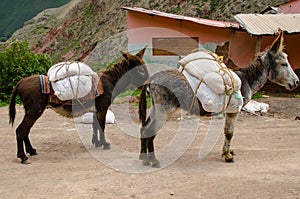 Donkeys in the Maras Salt Mines photo