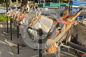 Donkeys in Mijas. Andalusia, Spain.